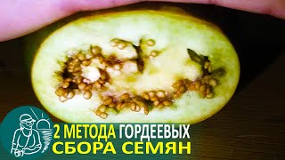 Выращивание Рассады 🌿 Как Собрать Семена Баклажан Раскатыванием-Высушиванием По Технологии Гордеевых