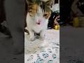 #cat #pets my beautiful cat Lily very lovely