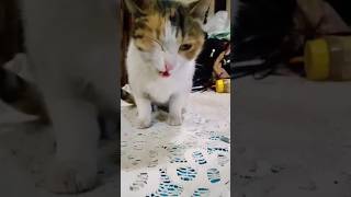#cat #pets my beautiful cat Lily very lovely