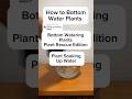 Plant Rescue Bottom Watering Timelapse #bottomwatering #timelapses
