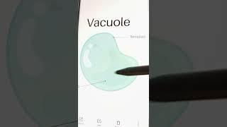 Vacuole...empty space 