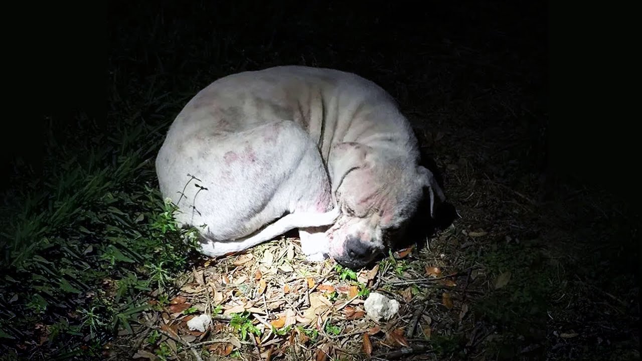 Он тихонько скулил и пытался согреться! Хозяева оставили его в ...
