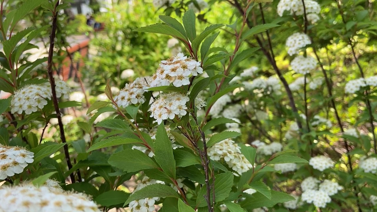 Spiraea cantoniensis, Reeves spirea YouTube