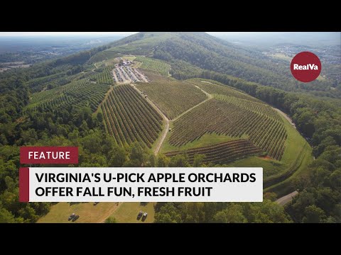 Virginia's U-Pick Apple Orchards Offer Fall Fun, Fresh Fruit