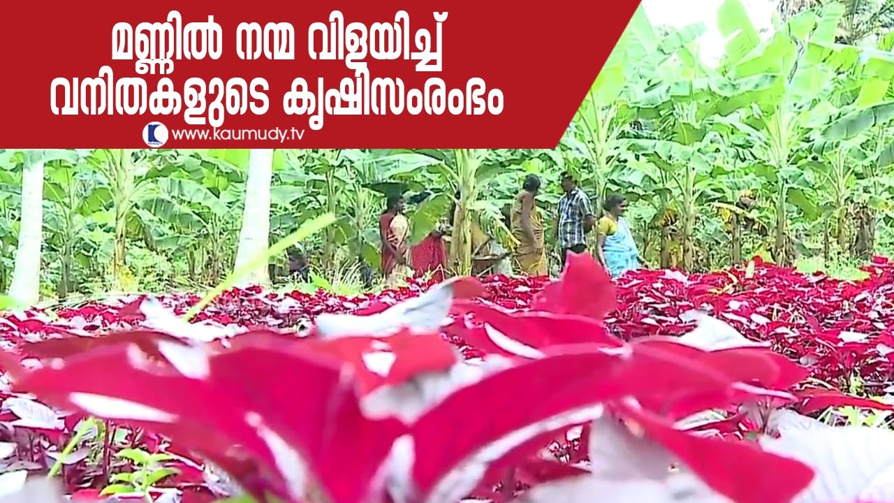 Female Farmers & Their Vast Vegetable Cultivation in Kerala Haritham Sundaram YouTube