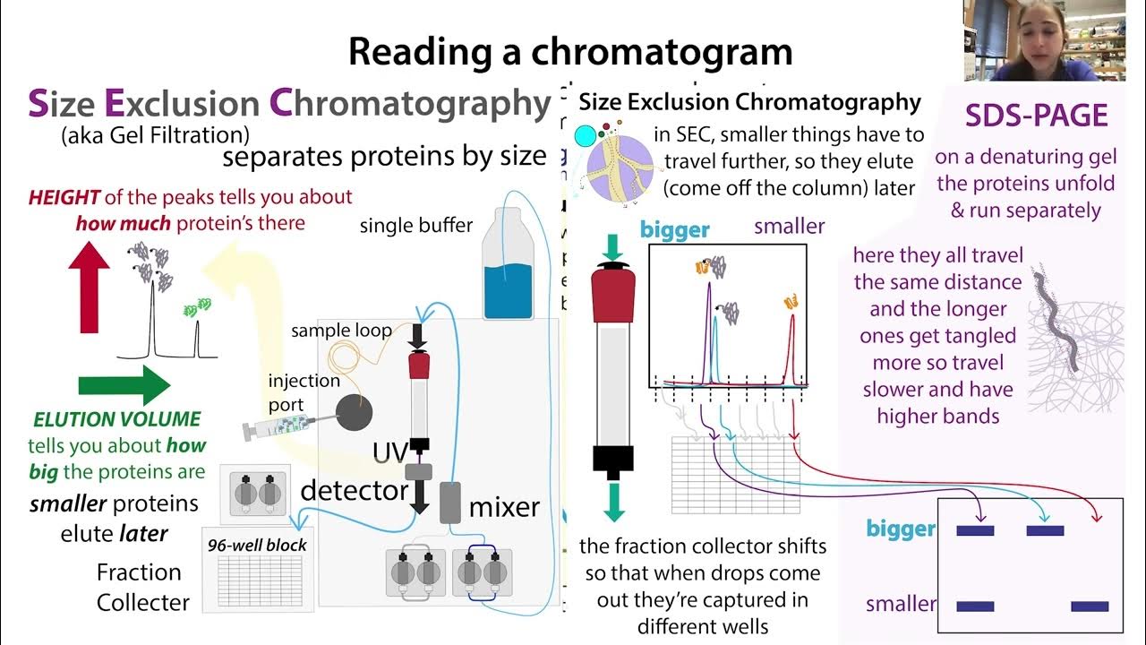 Interpreting & working with protein chromatography chromatograms w
