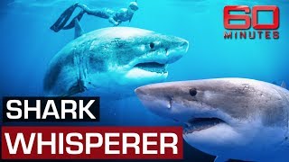 Diving in open water with monster Great White Sharks | 60 Minutes Australia