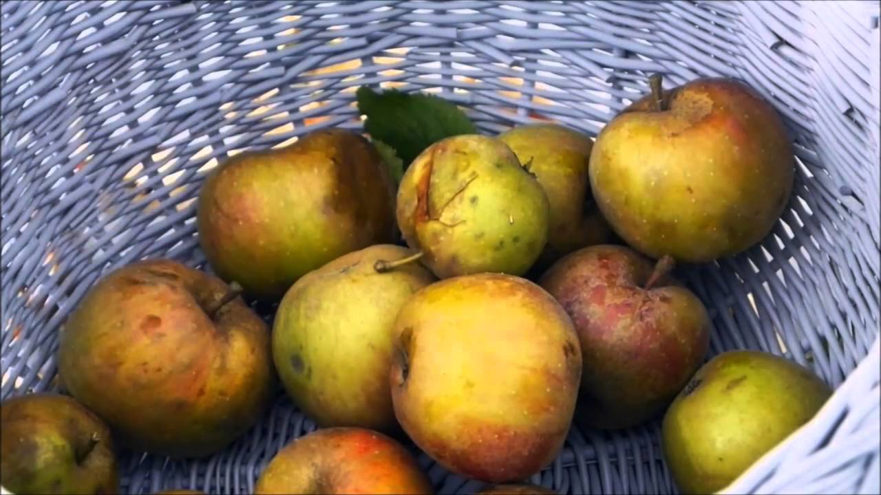 van appel tot appelsap