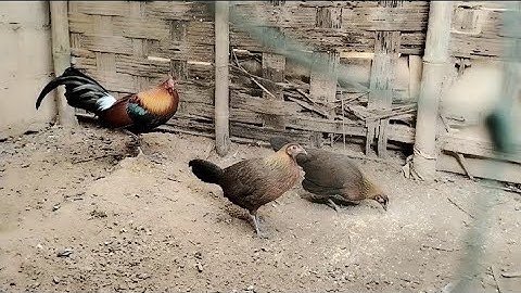 Saib​ qaib​ qus​ nawb​ 11/13/2025​