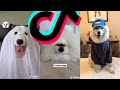 Most Amazing Samoyed TikTok Compilation 2021 | Dogs Of TikTok