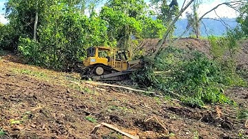 Experience Operator Skills Old Stronger Dozer Pushing Bushes And soil Building Plantation