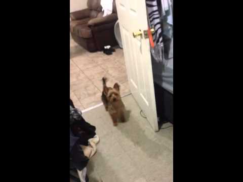 My Dog Follows Me Everywhere I Go - YouTube