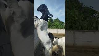 Kambing lucu di Kandang Kuda