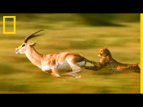 Vidéo: Gazelle est un animal élégant