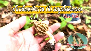 Ep. 13 เก็บเห็ดหลังบ้าน กับเมนูเห็ดผัดเนย Morel Mushrooms , OHIO USA