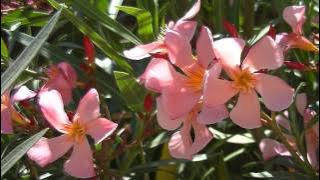 Leander (Babérrózsa) - Nerium oleander /Paul Mauriat - All kinds of everything
