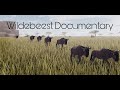 Wildebeest Documentary (Roblox - Testing A)