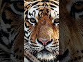 When a Tiger's Eyes Tell You Everything About the Decision to Retreat #wildlifebehavior #bigcats