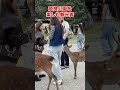 奈良公園を楽しむ観光客