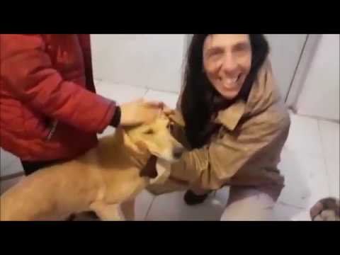 Emocionante reencuentro de Blondy con su familia ANIMAL HELP URUGUAY animal rescue cumbria
