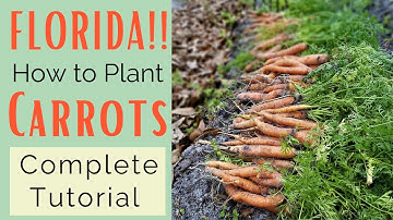 The Secret to Growing Lots of Carrots