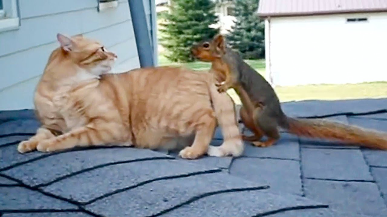 Спаривание котов крупный план