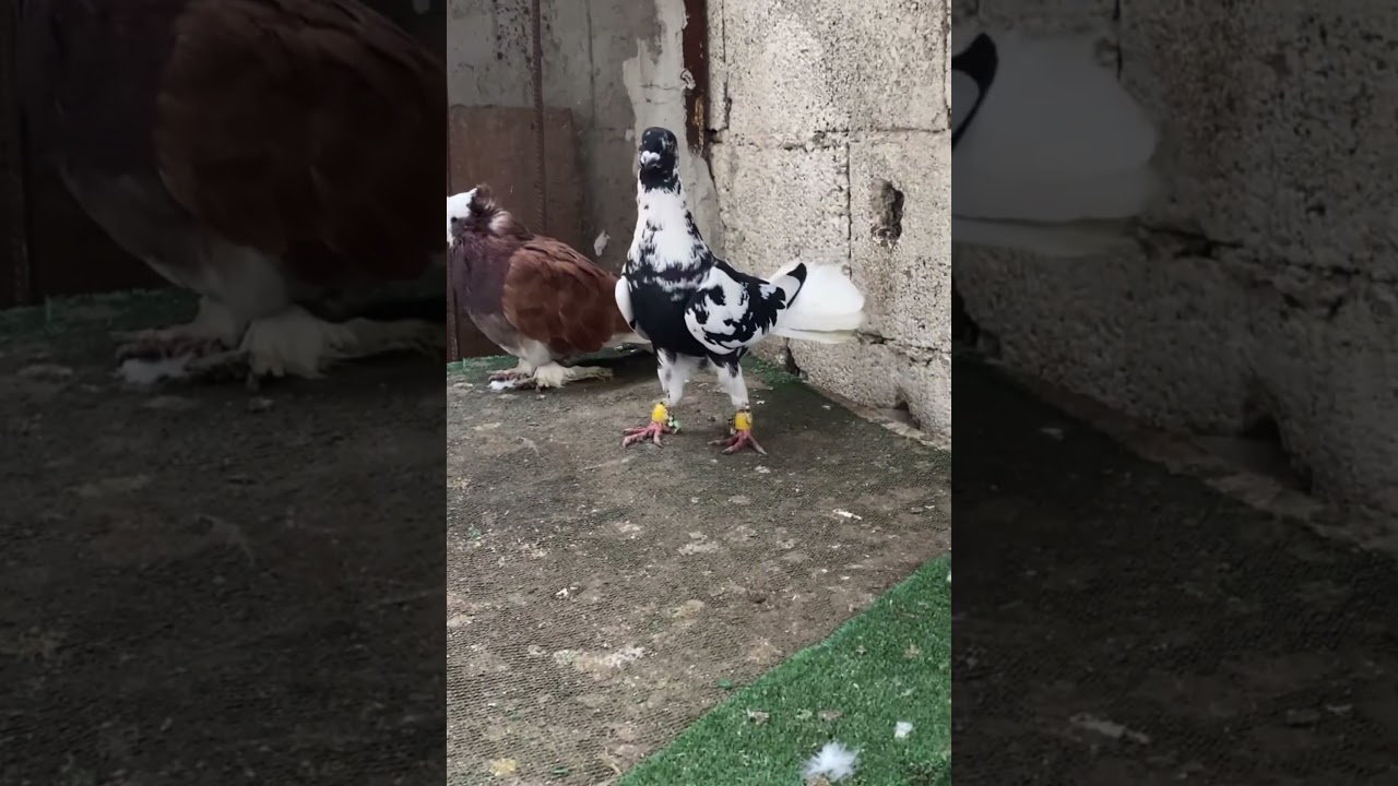 Пожалуйста, подпишитесь! #голубь #детенышиживотных #Османия #голубь #птицы