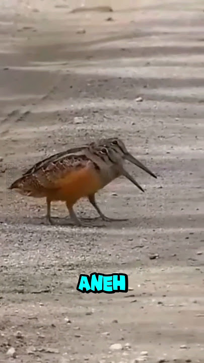 Burung aneh yang suka joget🤣