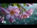 Soothing Rain on Delicate Blossoms | Calm Night Relaxation