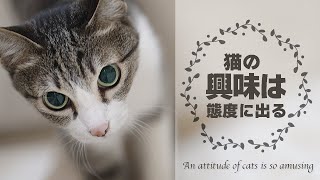 猫の興味は態度に出る by MAKO0MAKO0 / まこまこ 486 views 1 month ago 3 minutes, 31 seconds