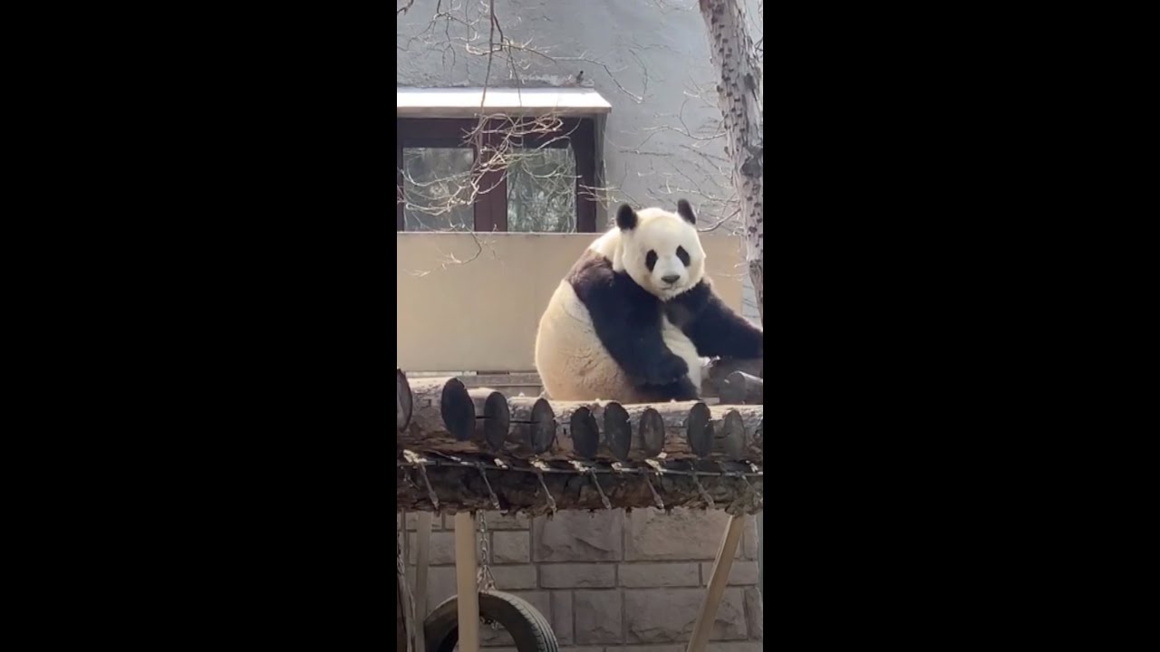 Cheeky! Crow can't stop pecking panda's bottom - YouTube