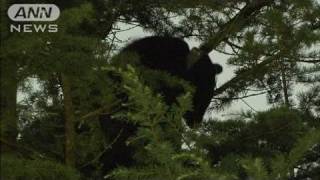 富士急ハイランド内のホテルでクマを捕獲（10/07/28）