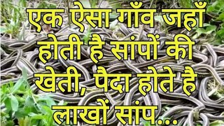 इस गाँव में होती है सांपों की खेती, पैदा होते है हर साल लाखों सांप Hindi News Network