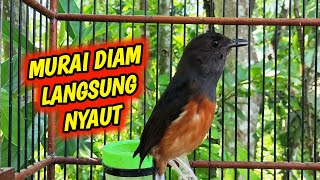 Suara Murai Betina Memanggil Jantan ini EFEKTIF bikin Murai Batu Langsung Nyaut bunyi‼️BUKTIKAN !!