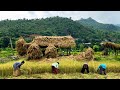 Hardworking Farmers Life in the Nepal Village | Paddy farming in Nepal | BijayaLimbu