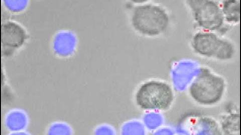 Immunological synapse formation
