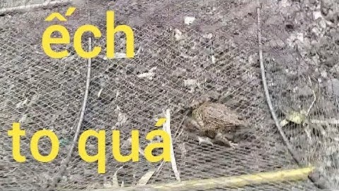 Đặt lợp dính ếch khủng, cá lóc,cá rô đồng, cá chốt, cá trê đủ loại...