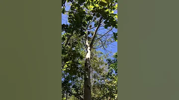 Black Crowned Night Heron Sounds 
