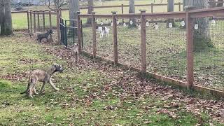 Let’s PLAY! by Gimme 5 Dog Training with Serendipity Sighthounds 62 views 1 year ago 2 minutes, 31 seconds
