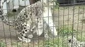 猫みたいにかわいいユキヒョウの赤ちゃん Snow Leopard Baby So Cute Youtube 猫みたいにかわいいユキヒョウの赤ちゃん Snow Leopard Baby So Cute Youtube