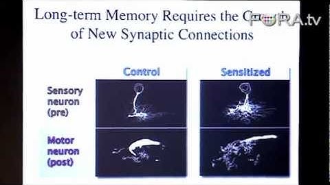 Long-Term Memory and the Brain