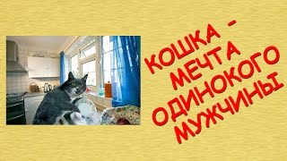 Кошка - мечта одинокого мужчины Кошка - мечта одинокого мужчины