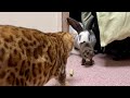 絶対に出会わない動物達がまさかの行動に…