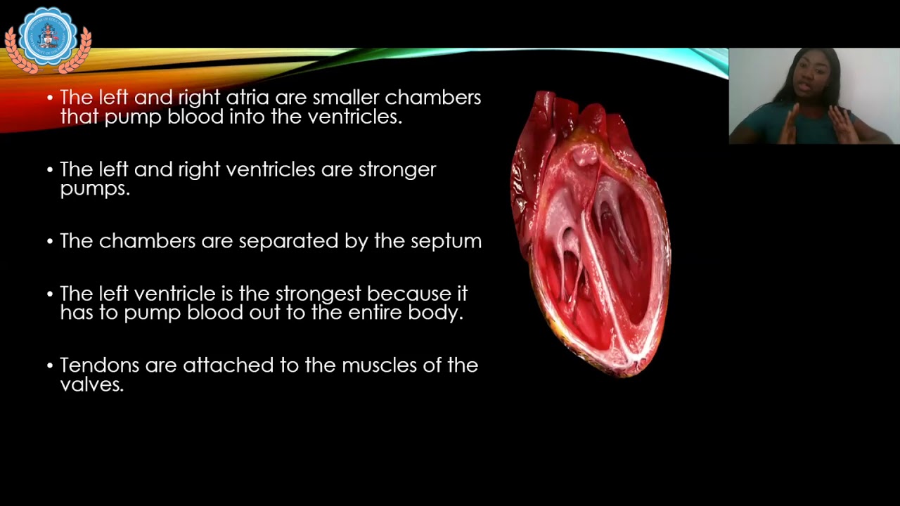 Cardiovascular Circulatory System - YouTube