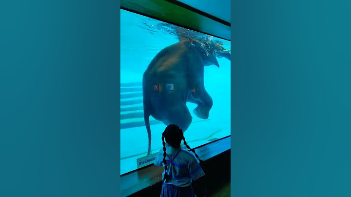 Life At The Zoo | Funny Elephant Swimming In Khao Kheow Zoo #1 #shorts #shortvideo #elephant #funny