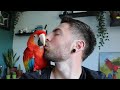 Introducing my scarlet macaw | MEET ARORA