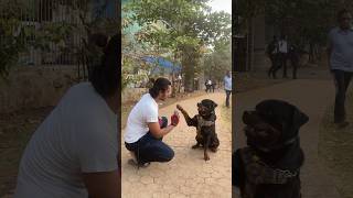 Trained Rottweiler #dog #rottweiler #viral #youtubeshorts #shortvideo #public #reaction