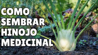 Como Sembrar HINOJO En Maceta 🪴/ Plantas MEDICINALES 🌱 by Manos de Tierra 5,698 views 5 months ago 8 minutes, 55 seconds