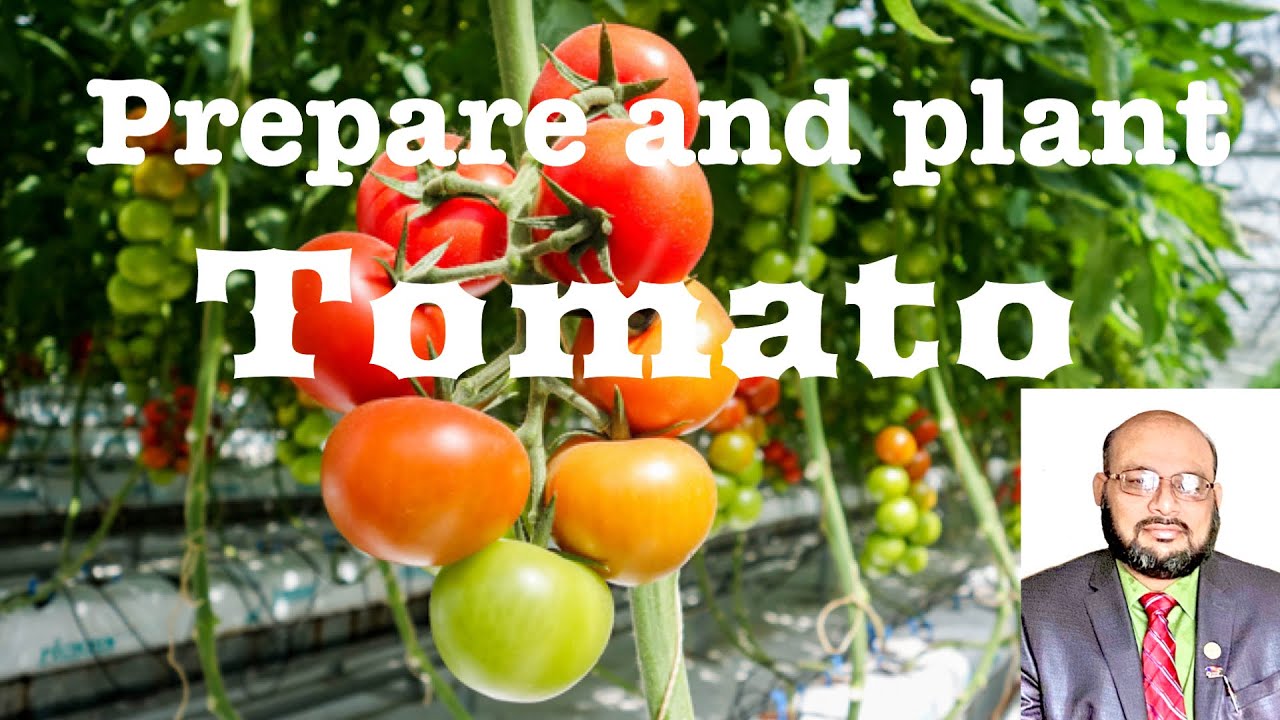 How to plant Tomato in your garden