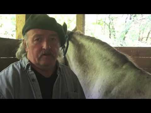 How to Trim Horse Hooves for Beginners - Video 1